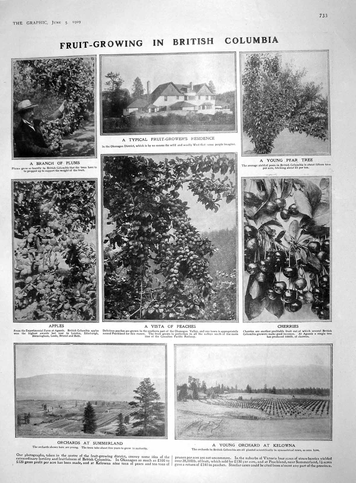 Original Old Antique Print 1909 Fruit Growing Columbia Kelowna Hamilton Malta