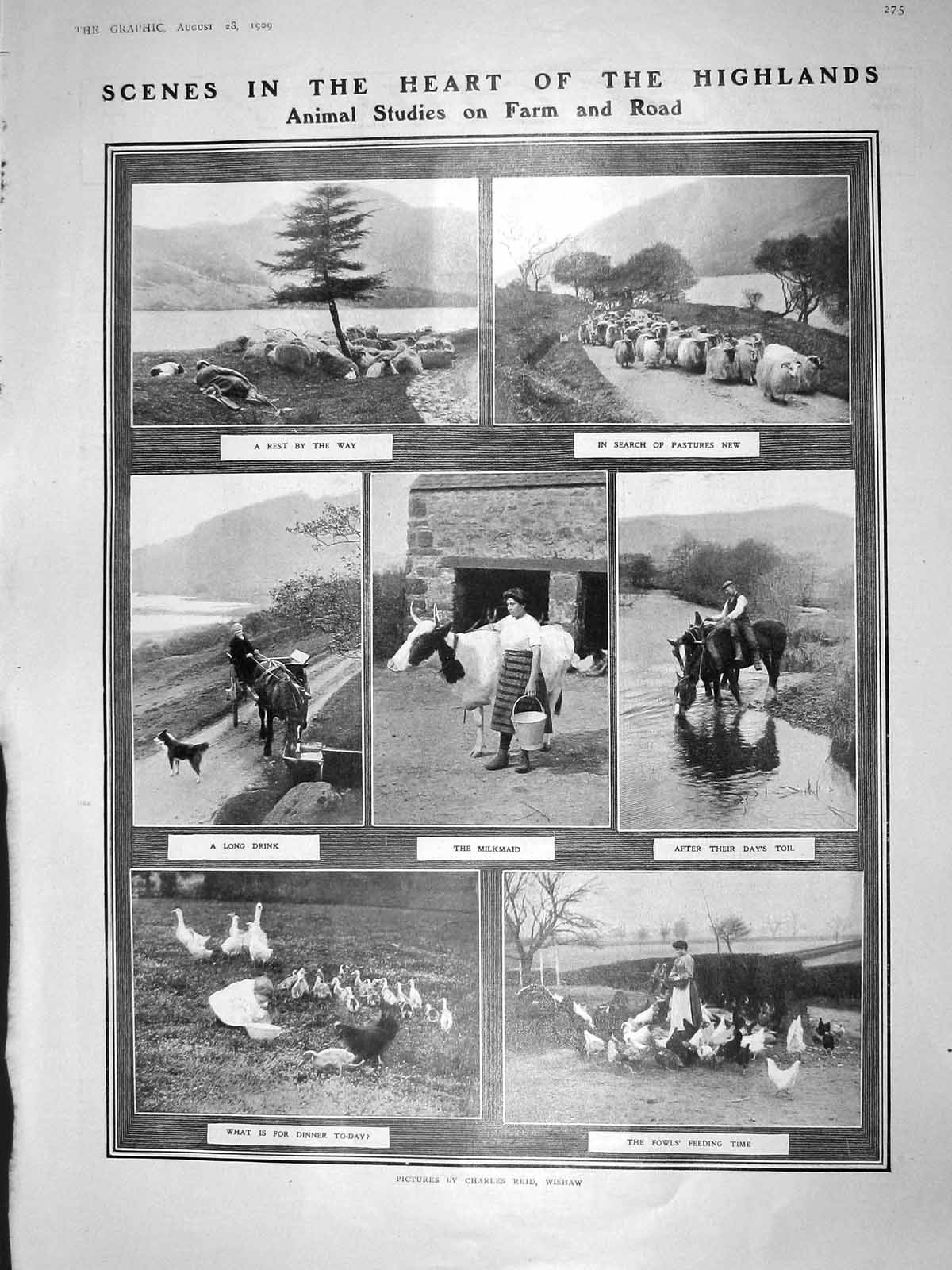 Original Old Antique Print 1909 Highlands Scotland Farm Sheep Chickens Milkmaid