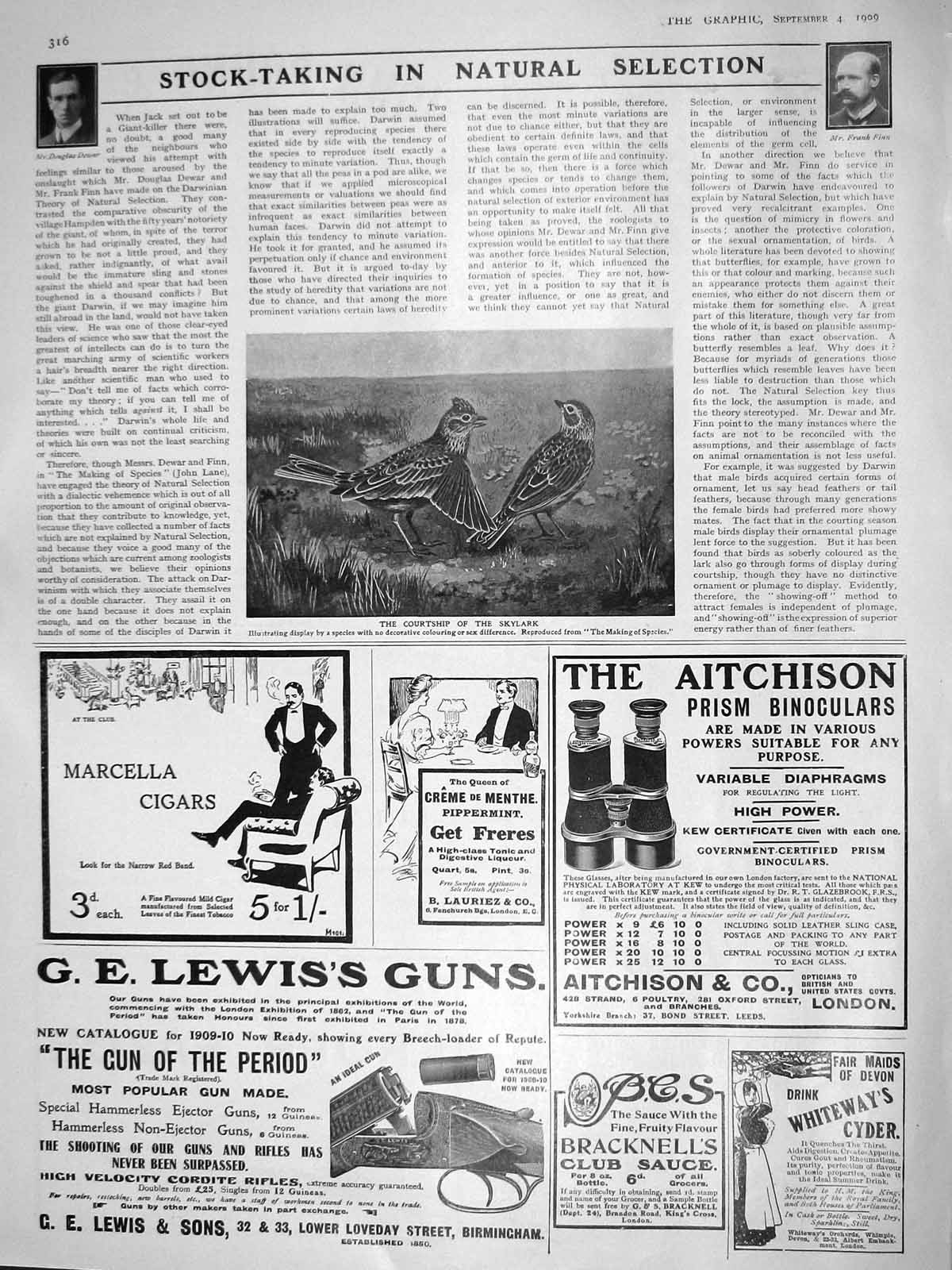 Old Antique Print 1909 Skylark Birds Frank Finn Douglas Dewar Lewis Guns 20th