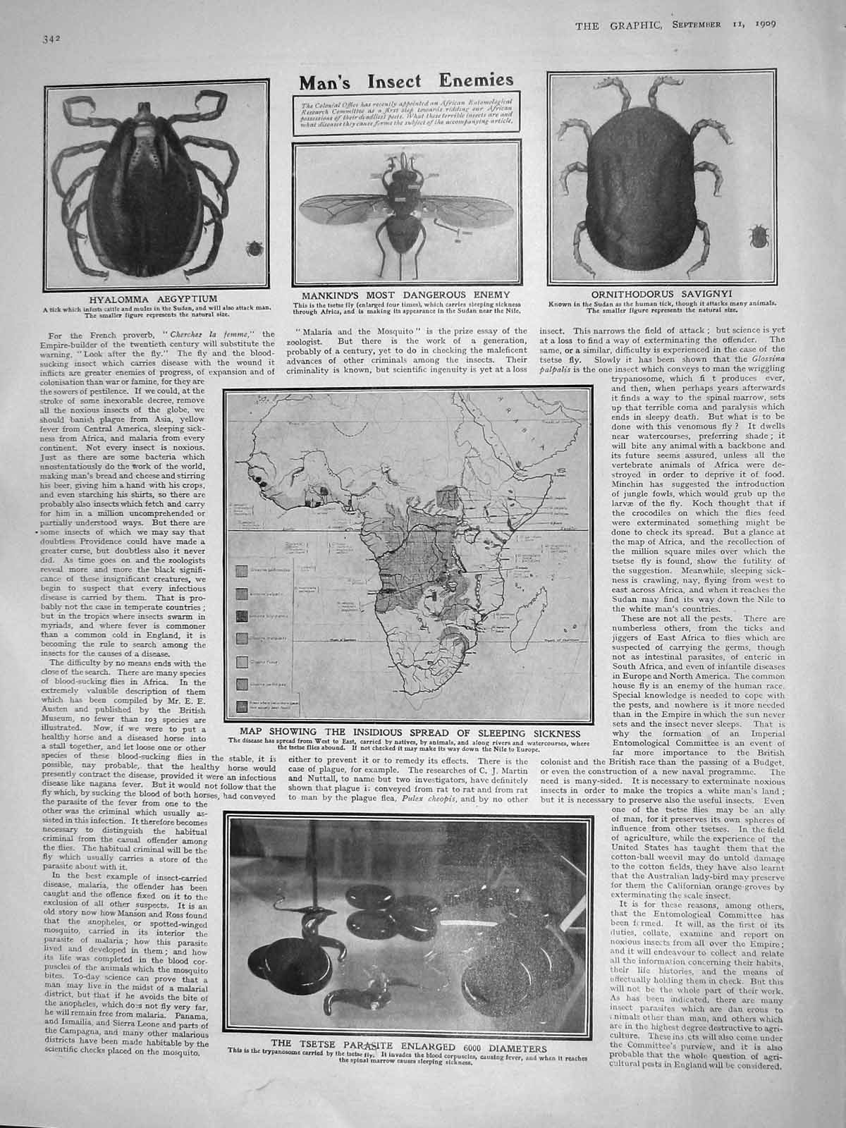 Original Old Antique Print 1909 Insect Savignyi Tsetse Parasite Sickness Whisky