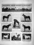 Old Antique Print 1909 Arab Horses Hungary Csikos Shorthorn Horses Dogs 20th