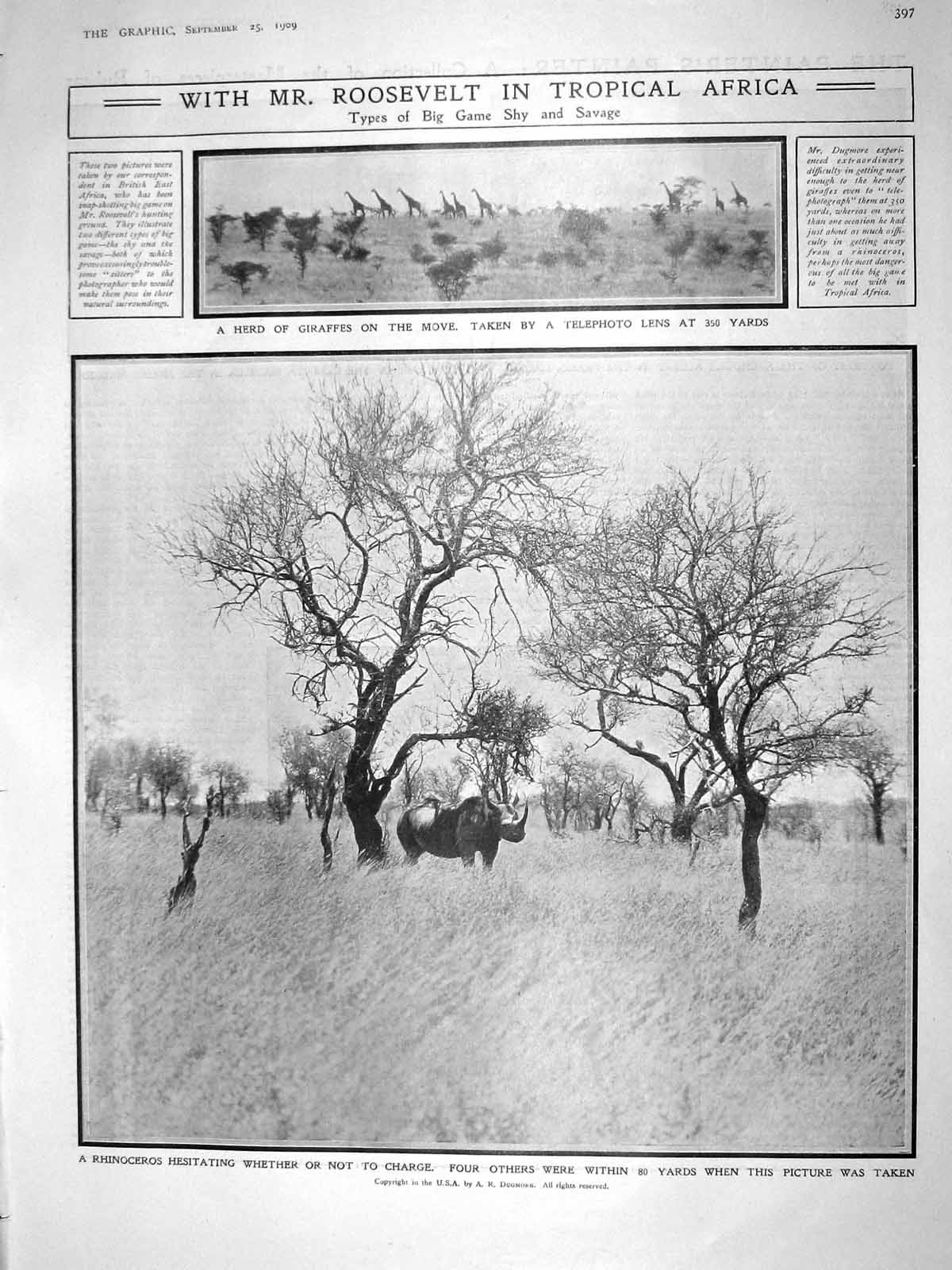 Original Old Antique Print 1909 Roosevelt Africa Rhinoceros Yrsselius Albert