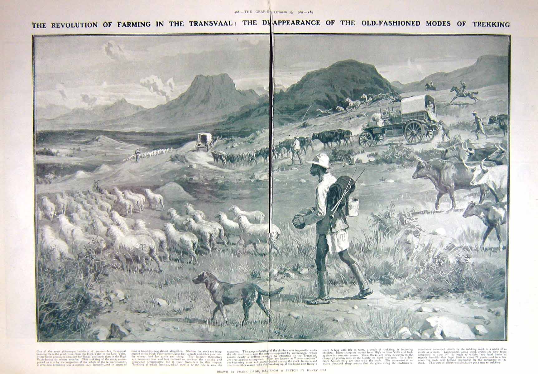 Original Old Antique Print 1909 Farming Transvaal Sheep Cattle Trekking Veldt