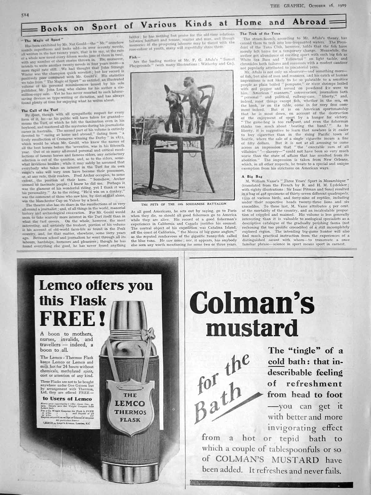 Old Antique Print 1909 Pets Soudanese Battalion Dog Monkey Colmans Flask 20th
