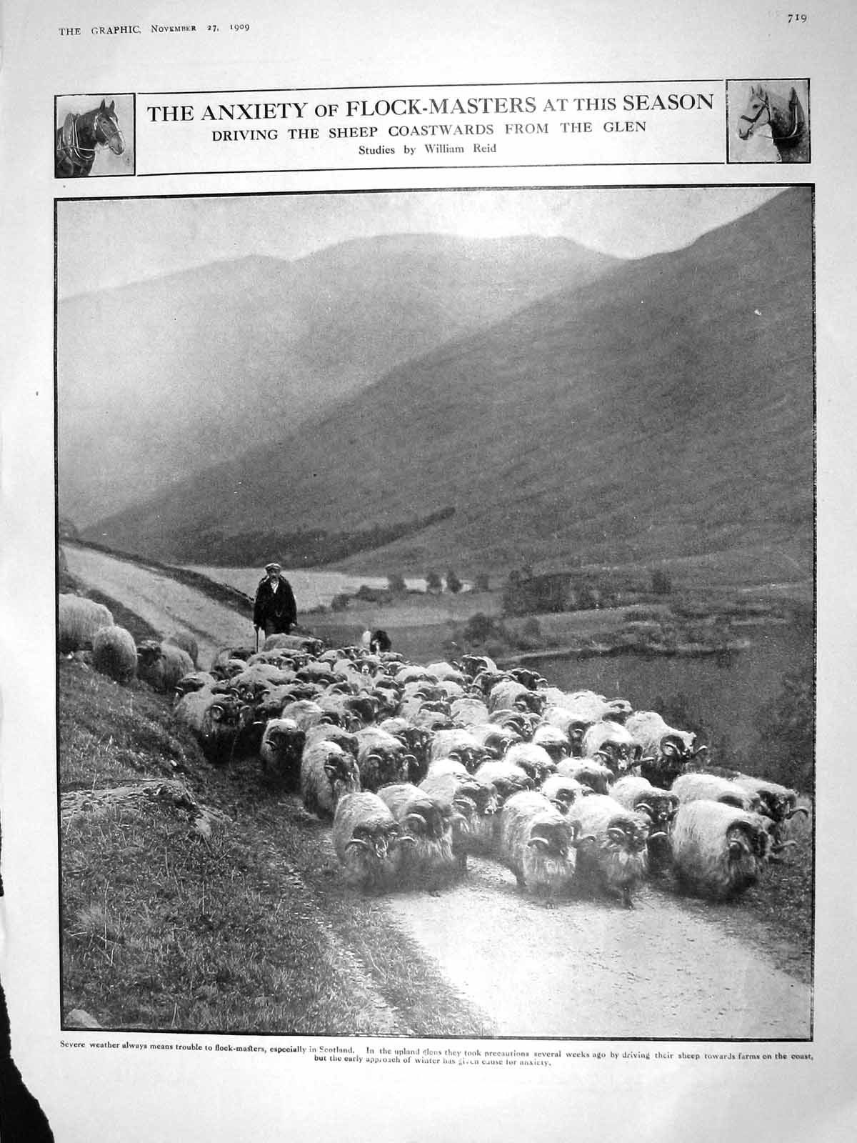 Old Antique Print 1909 Driving Sheep Scotland Madding Crowd Theatre Globe 20th