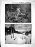 Old Nature Animals Leopard Jungle Deer Snow 1910 Burbidge Princess Wa 20th