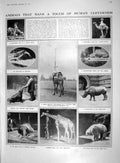 Old 1910 Tent Pegging Trotting Camel Hippopotamus Giraffe Polar Bear 20th