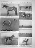 Old 1910 Racehorse Perdita Musuem Kensington Maid Mist Corinth Hackey 20th