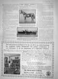 Old 1910 Derby Horse Winner Ayrshire Steeplechase Cheltenham Aeolian 20th