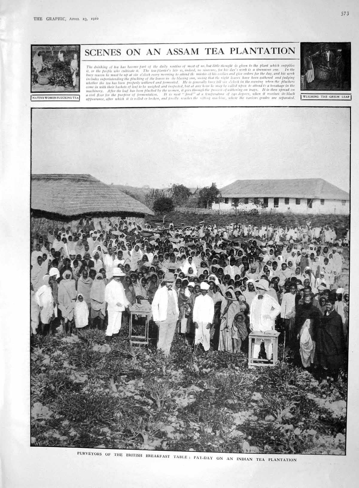 Old 1910 Assam Tea Plantation Weighing Green Leaf Order Michael Georg 20th