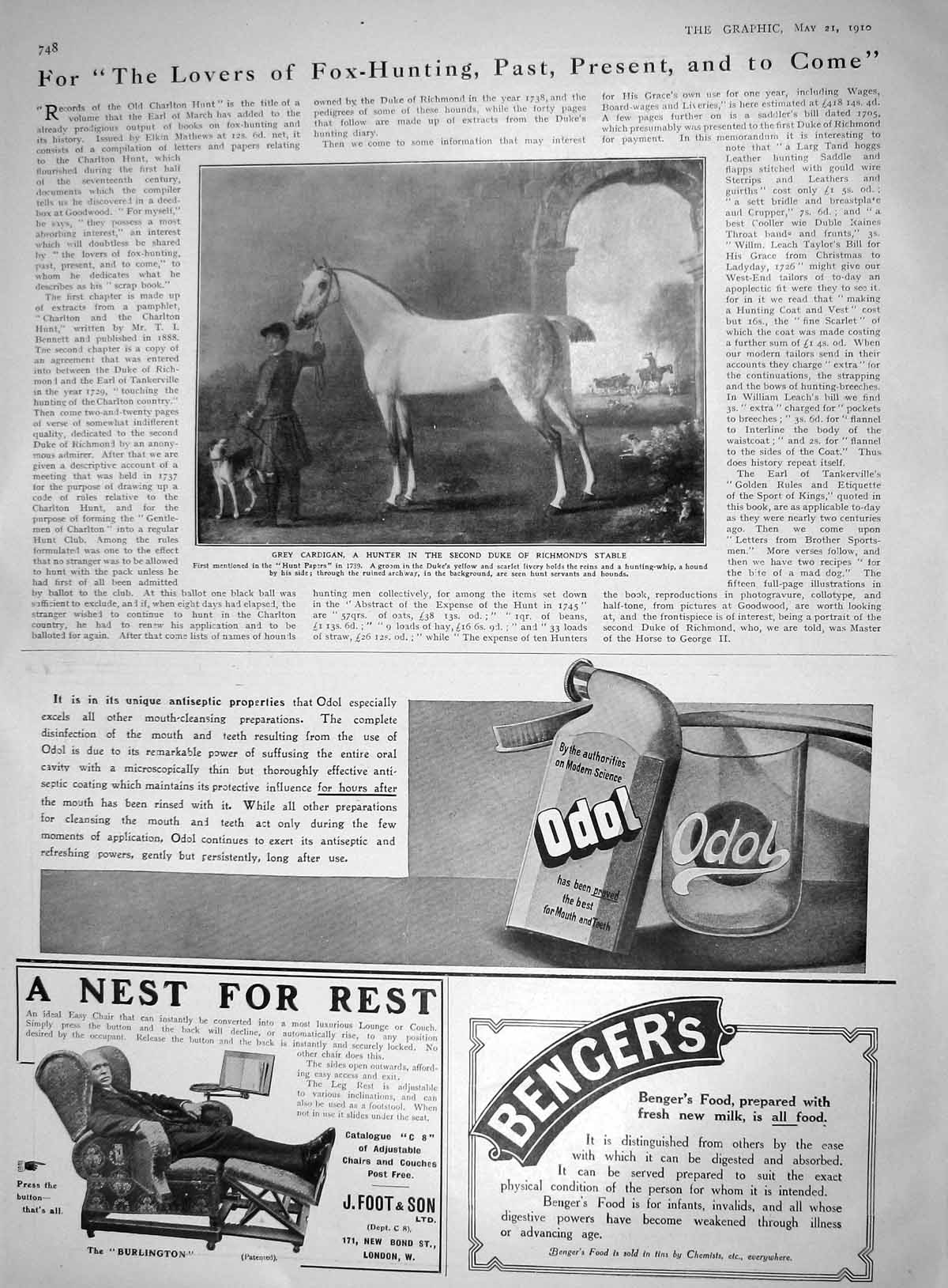 Old Print 1910 Grey Cardigan Hunter Horse Duke Richmond Odol Bengers Foot 20th