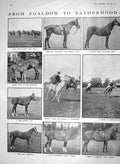 Original Old Antique Print 1910 Polo Pony Roehampton Ranelagh Sapphire-Champion