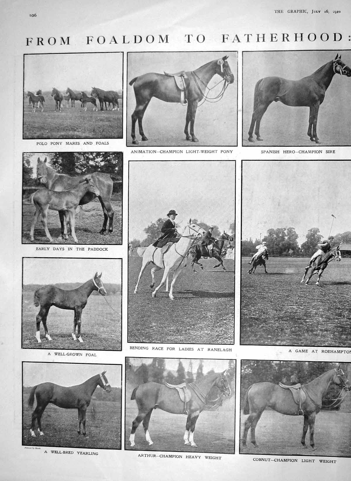 Original Old Antique Print 1910 Polo Pony Roehampton Ranelagh Sapphire-Champion
