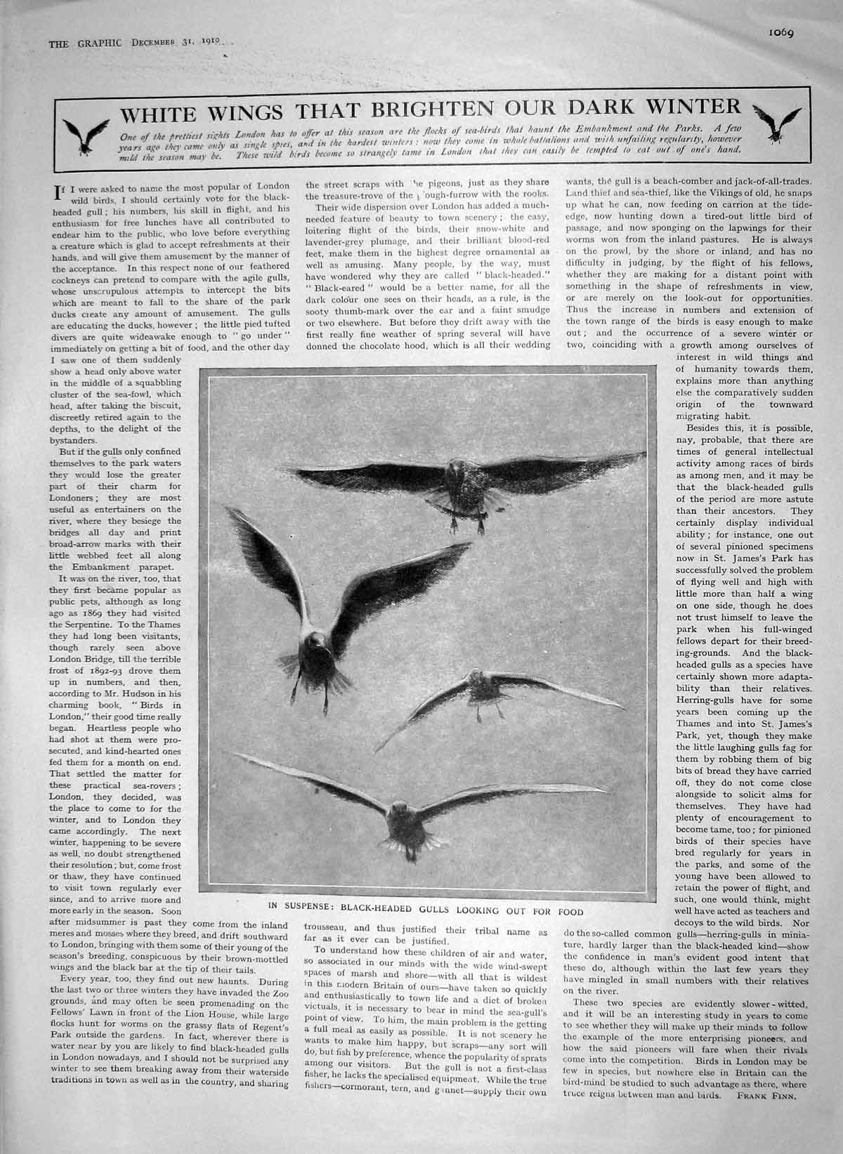 Old Antique Print 1910 Black-Headed Gulls Birds Millard Kitchen Oxford 20th