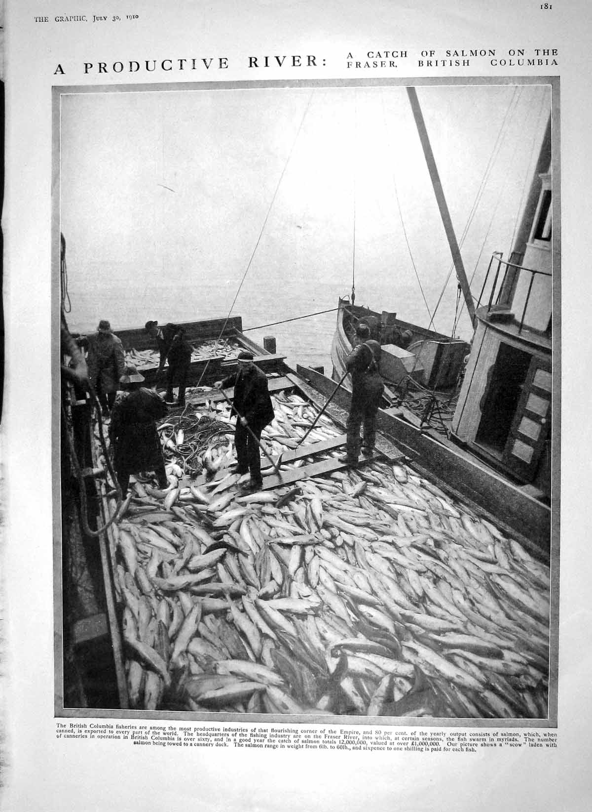 Original Old Antique Print 1910 Salmon Fish British Columbia Racowitza France