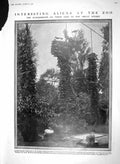 Old Antique Print 1910 Hammerkops Birds Nest Aviary Zoo Hudson Driver Men 20th