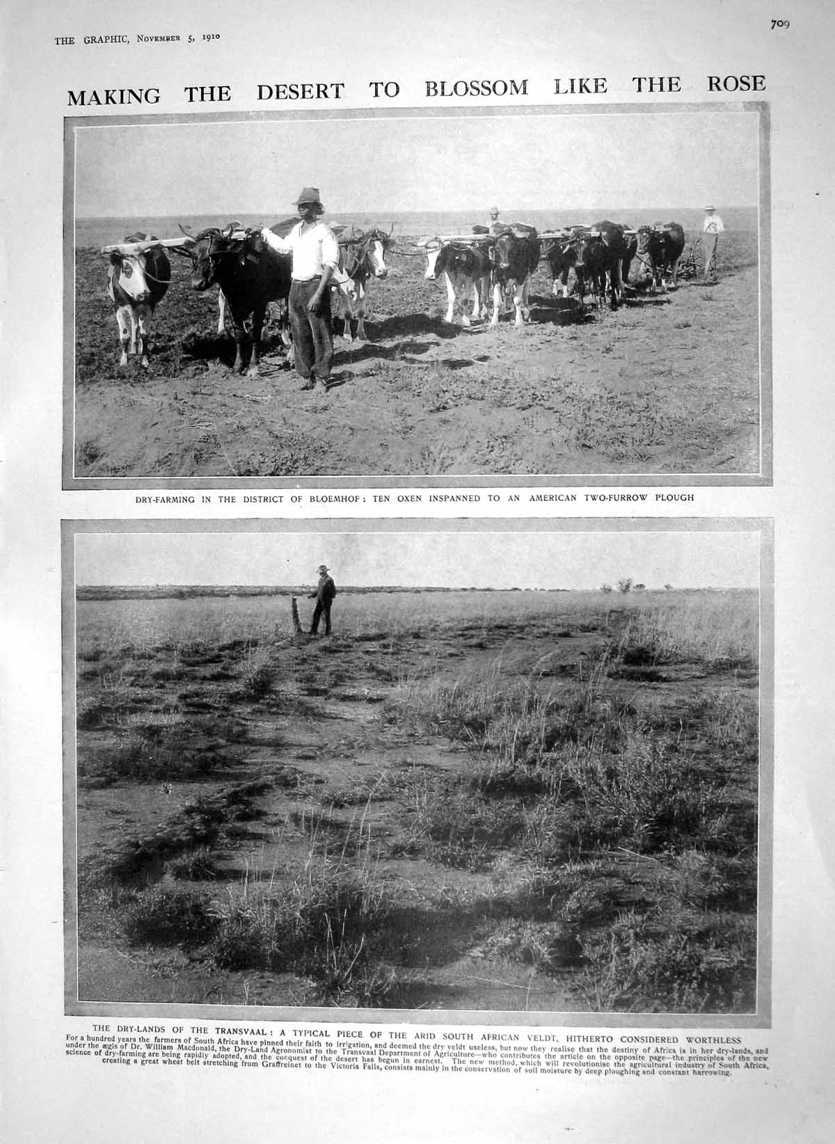 Original Old Antique Print 1910 Farming BloemhOxen Plough Hitherto Navy Ship