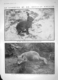 Original Old Antique Print 1910 Douglas English Photograph Hare Fox Cub Animals
