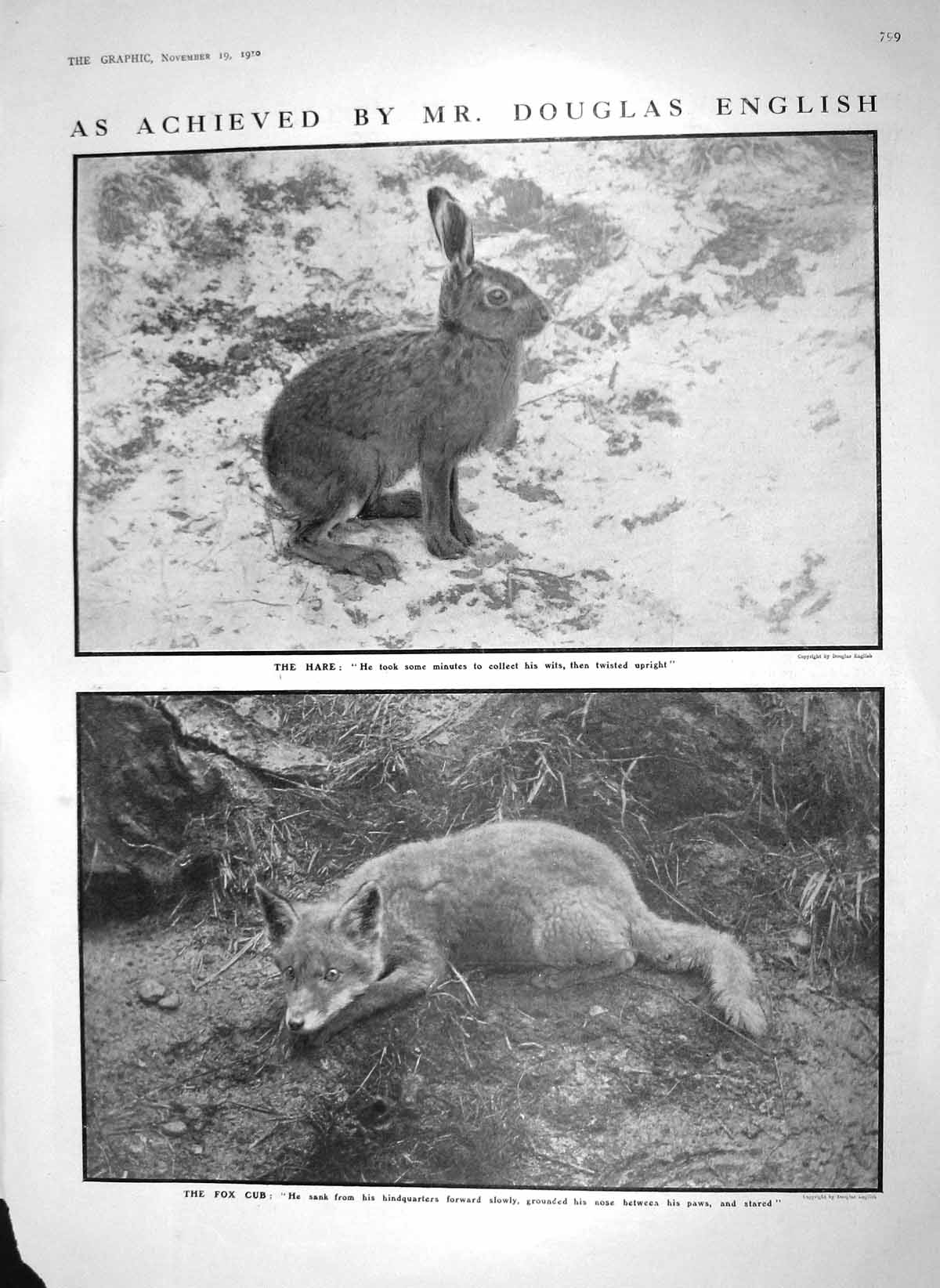 Original Old Antique Print 1910 Douglas English Photograph Hare Fox Cub Animals