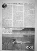 Original Old Antique Print 1910 Trained Bloodhound Dog Richardson Oxo 20th