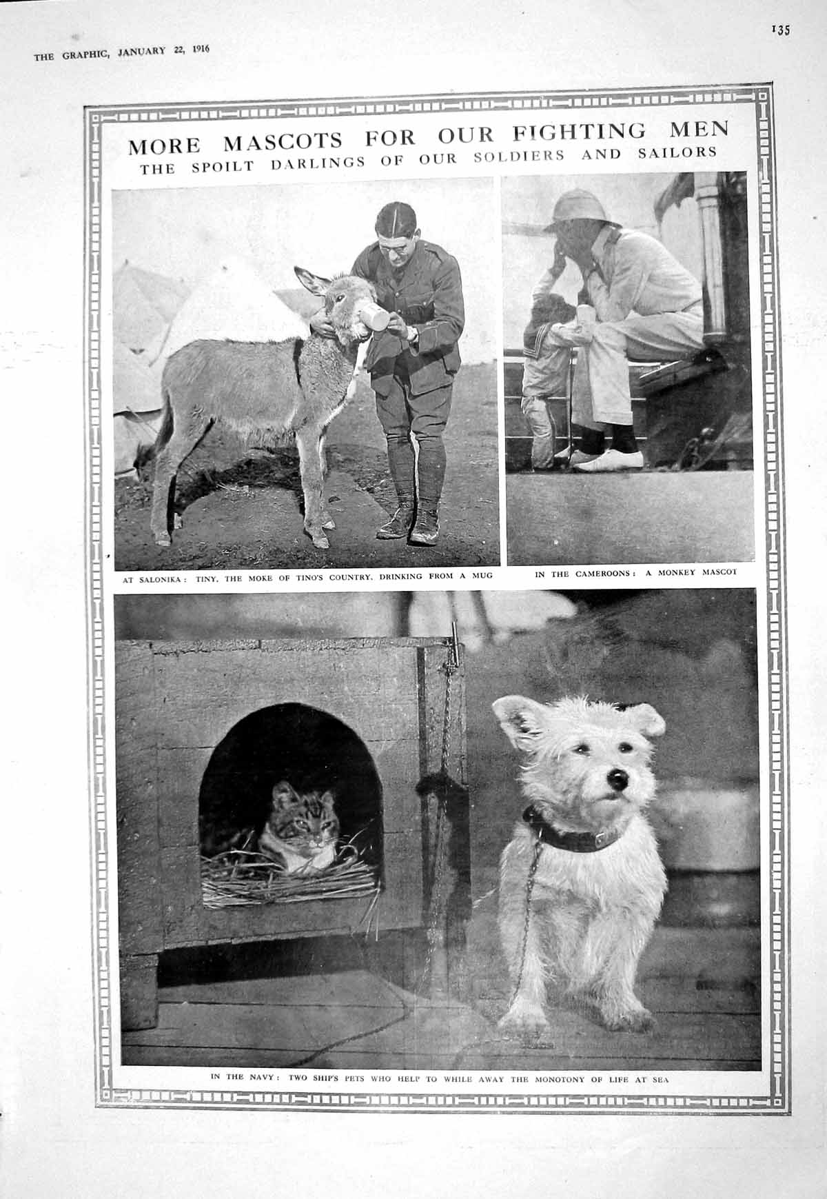 Old 1916 Salonika War Mascots Dog Car Mule Cameroons Monkey Italy Arm 20th