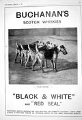 Old Antique Print 1916 Buchanan'S Scotch Whisky Terriers Childrens Court N 20th