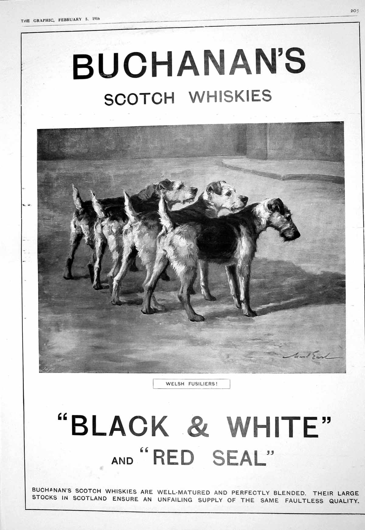 Old Antique Print 1916 Buchanan'S Scotch Whisky Terriers Childrens Court N 20th