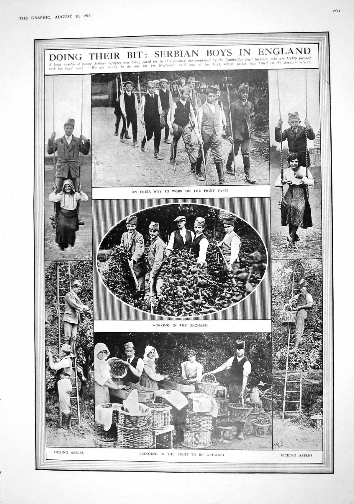 Old 1916 Serbian Boys England Working Orchard Fruit Kelly Monro Halla 20th