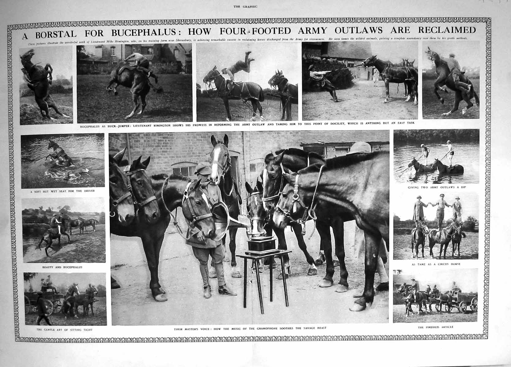 Old 1916 H.A.C. Reserves Siers War Buchephalus Horses Rimington Gr 20th