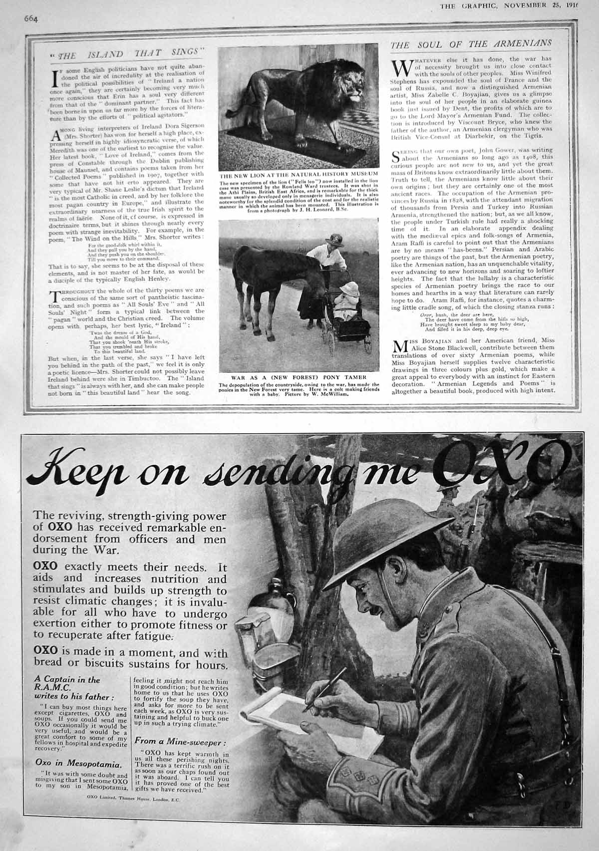 Old 1916 Lion Natural History Museum New Forest Pony Oxo Lifebuoy Soa 20th