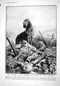 Old Print 1916 War Ambulance Dog Sier Y.M.C.A. Motor Cars Chariots Londo 20th