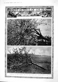 Old Vintage Print 1917 France Fruit Trees Mayflower Ship Mortimer Photo 20th