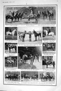Old 1920 Olympia International Horse Show Horment Quicksilver Chow Mu 20th