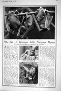 Old 1920 Female Noctule Long Eared Bats Railway Australia Skye Mounta 20th
