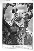 Antique Print 1920 Girl Apple Tree Harvest Villa Prangins Lake Geneva Italy