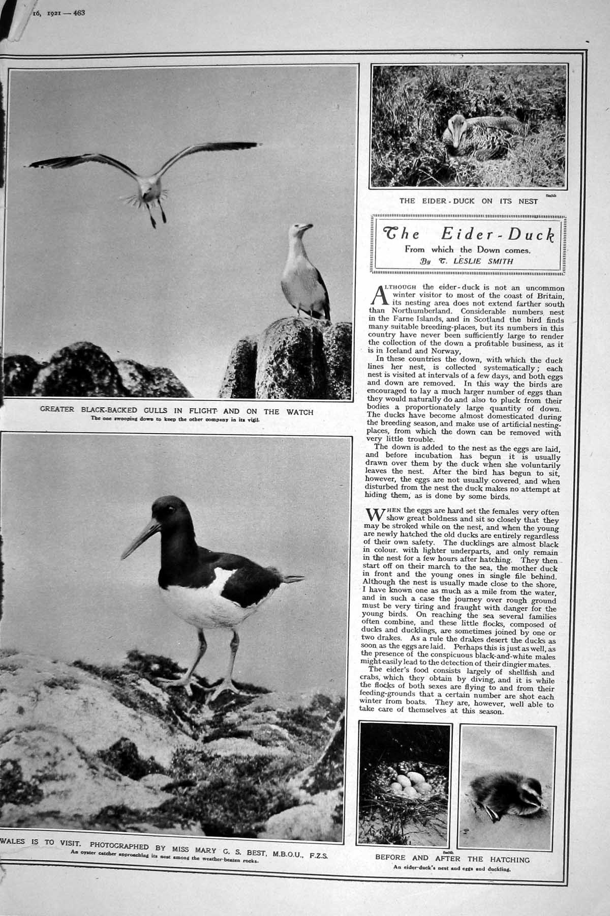 Old 1921 Eider Duck Nest Eggs Black-Backed Gulls Winnifred James Nove 20th
