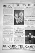 Old 1921 Dutch Bulbs Flowers Gladiolus Excelsior Tulips Daffodils Hol 20th