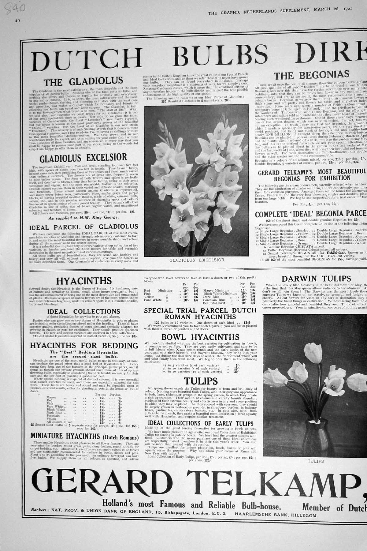 Old 1921 Dutch Bulbs Flowers Gladiolus Excelsior Tulips Daffodils Hol 20th