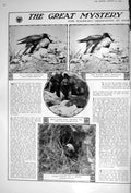 Old Print 1922 George Scholey Cuckoo Bird Wagtail Egg Nature Photographs 20th