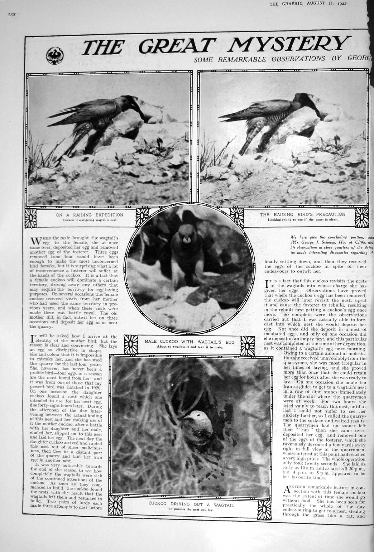 Old Print 1922 George Scholey Cuckoo Bird Wagtail Egg Nature Photographs 20th