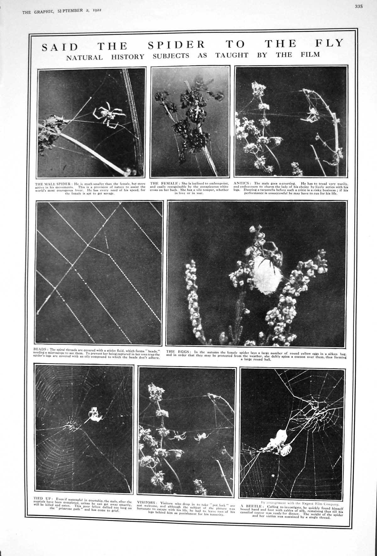 Old 1922 Spider Webb Eggs Beetle Insects Culbin Sands Moray Firth Sco 20th