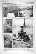 Old 1922 Whale Hunting Harpooning Whaler Ship Antarctic Partridge Bir 20th