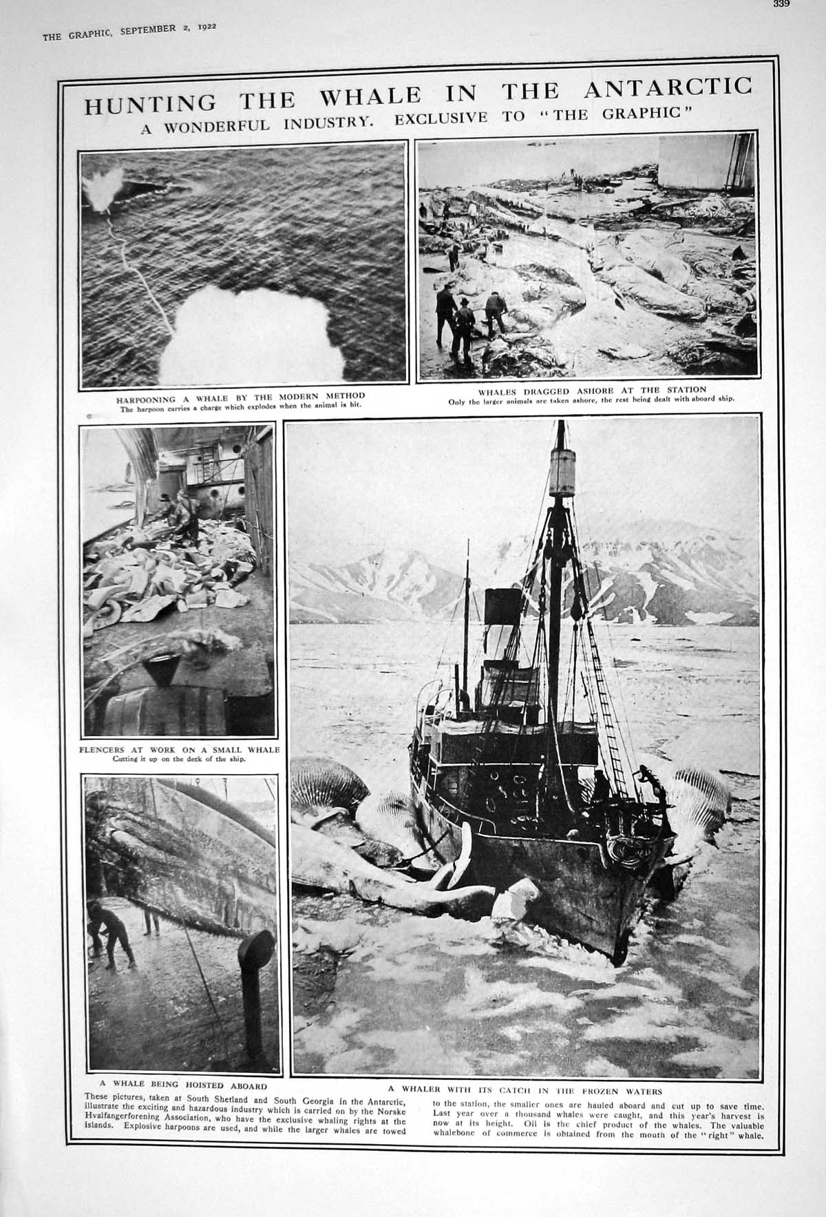 Old 1922 Whale Hunting Harpooning Whaler Ship Antarctic Partridge Bir 20th