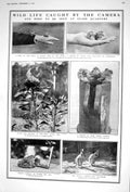 Old 1922 Brood Pied Wagtails Birds Wallabies Toad Bee Ladies Fashion 20th