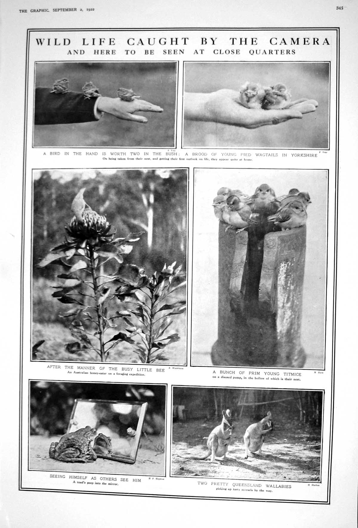 Old 1922 Brood Pied Wagtails Birds Wallabies Toad Bee Ladies Fashion 20th