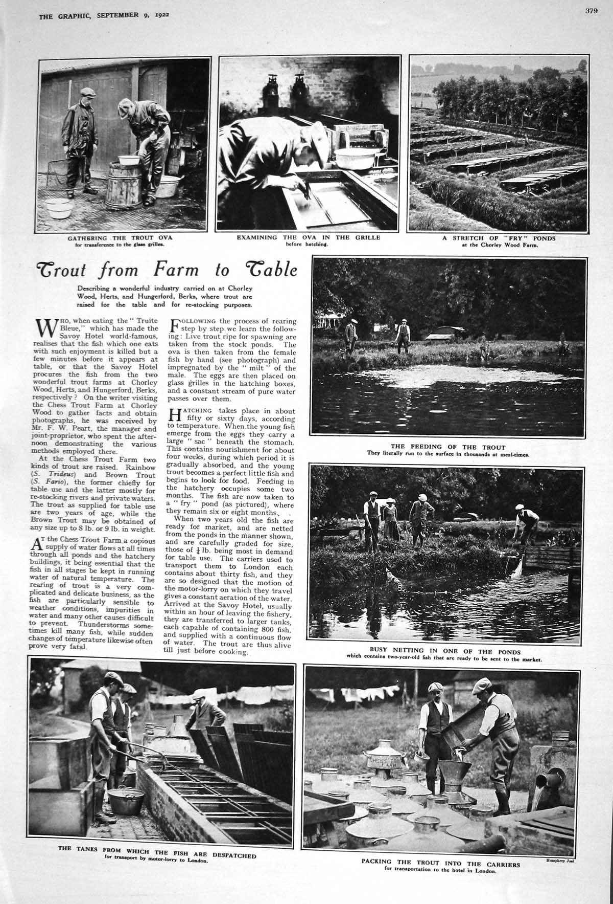 Old 1922 Trout Fish Farm Chorley Fry Ponds Ova Alexander Teixera Matt 20th