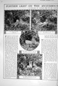 Old 1922 Cuckoo Egg Pipit'S Eggs George Scholey Captain Pike Photogra 20th