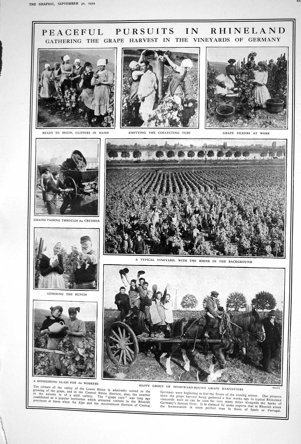 Old Vintage Print 1922 Grape Harvest Vineyards Germany Rhineland Industry 20th