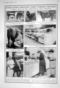 Old 1922 Dairy Farming Islington Fletcher Butter Bull Lord Halifax Jo 20th