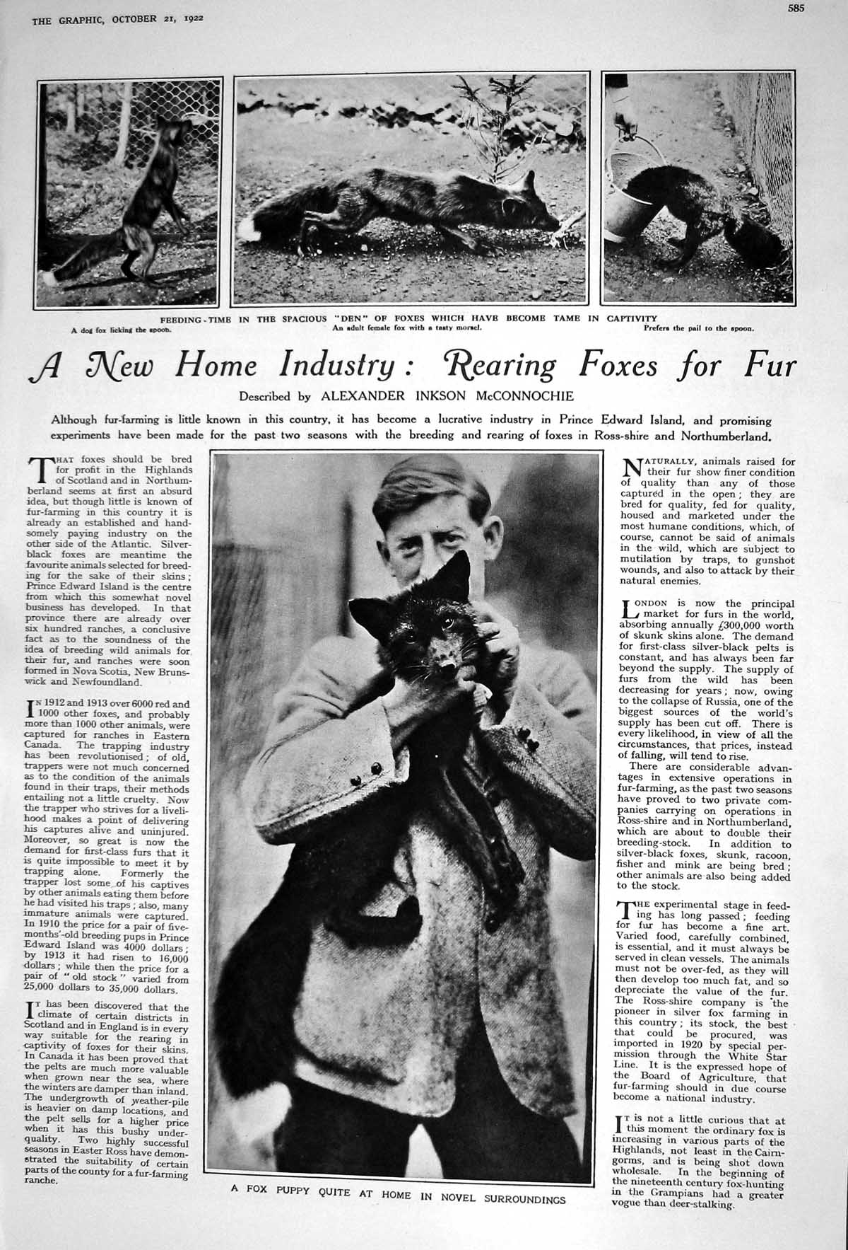 Old 1922 Fox Puppy Fur Industry Fedora Roselli Gipsy Hebe Stacpoole P 20th